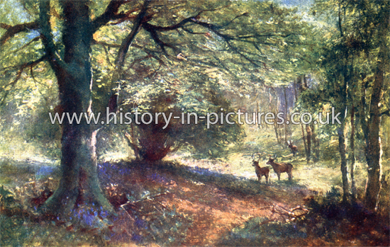 Victoria Beeches, Epping Forest, Essex. c.1905